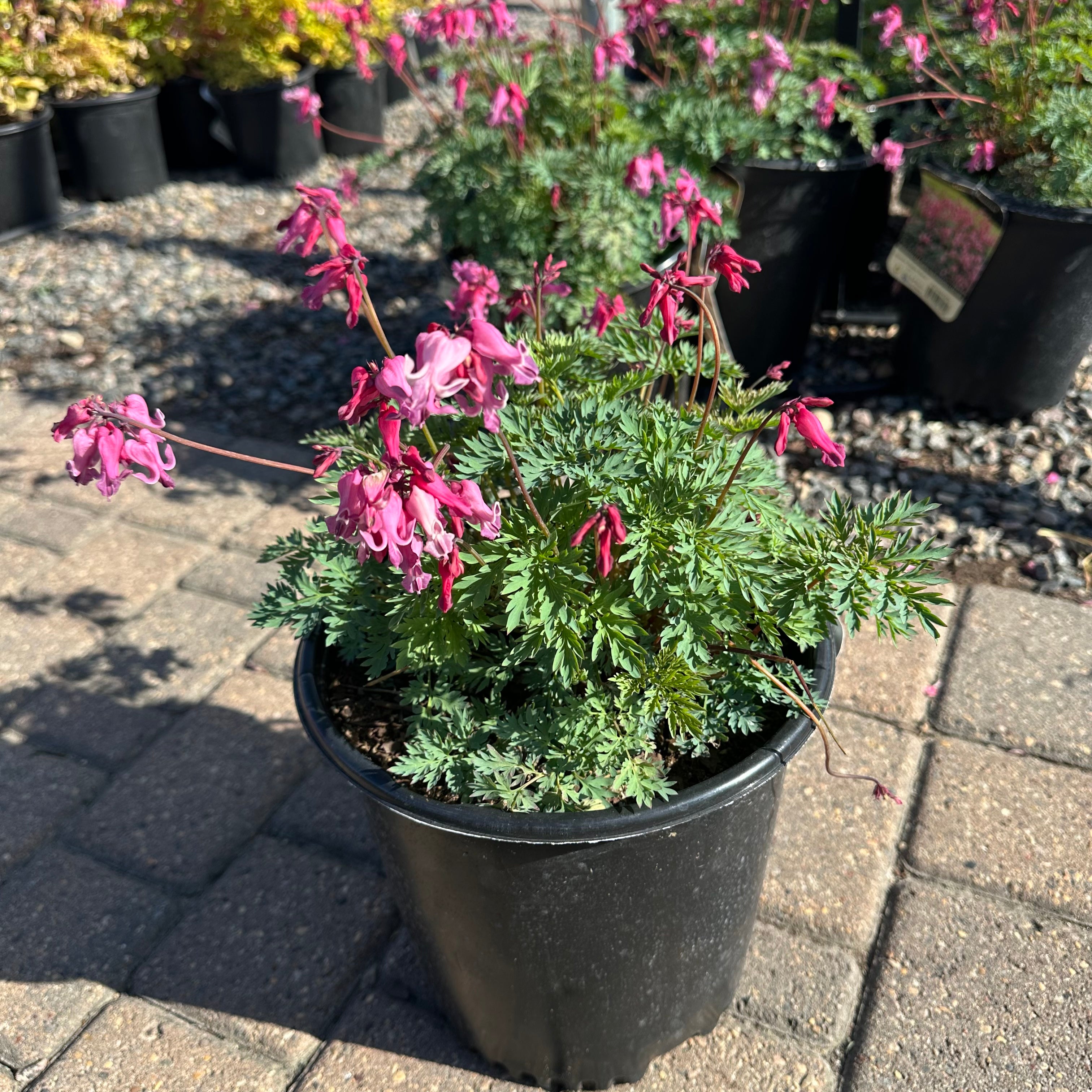 Passion Heart Bleeding Heart (Dicentra 'Passion Heart') — St. Paul, MN