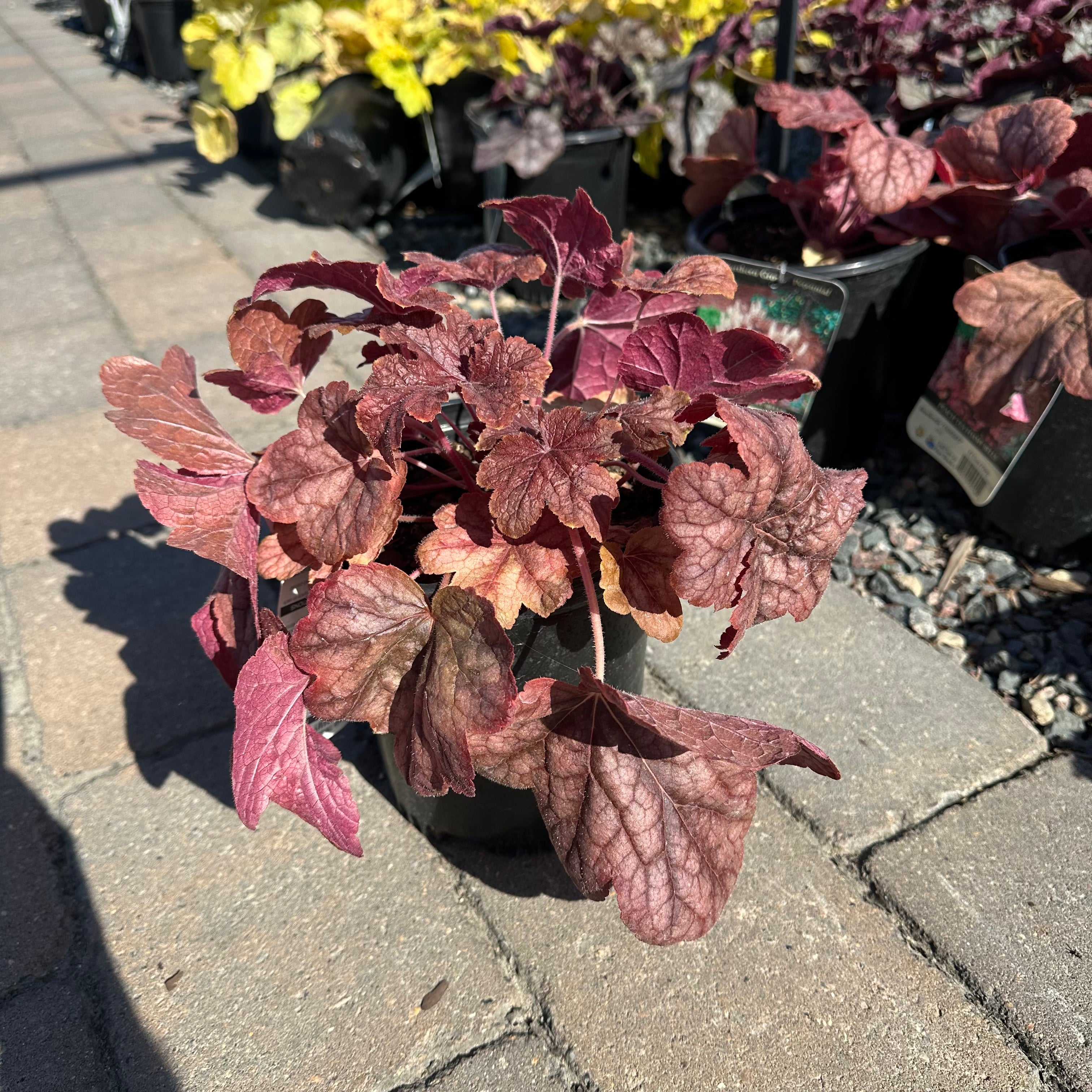 Peach Tea Foamy Bells (Heucherella 'Peach Tea') — Plymouth, MN