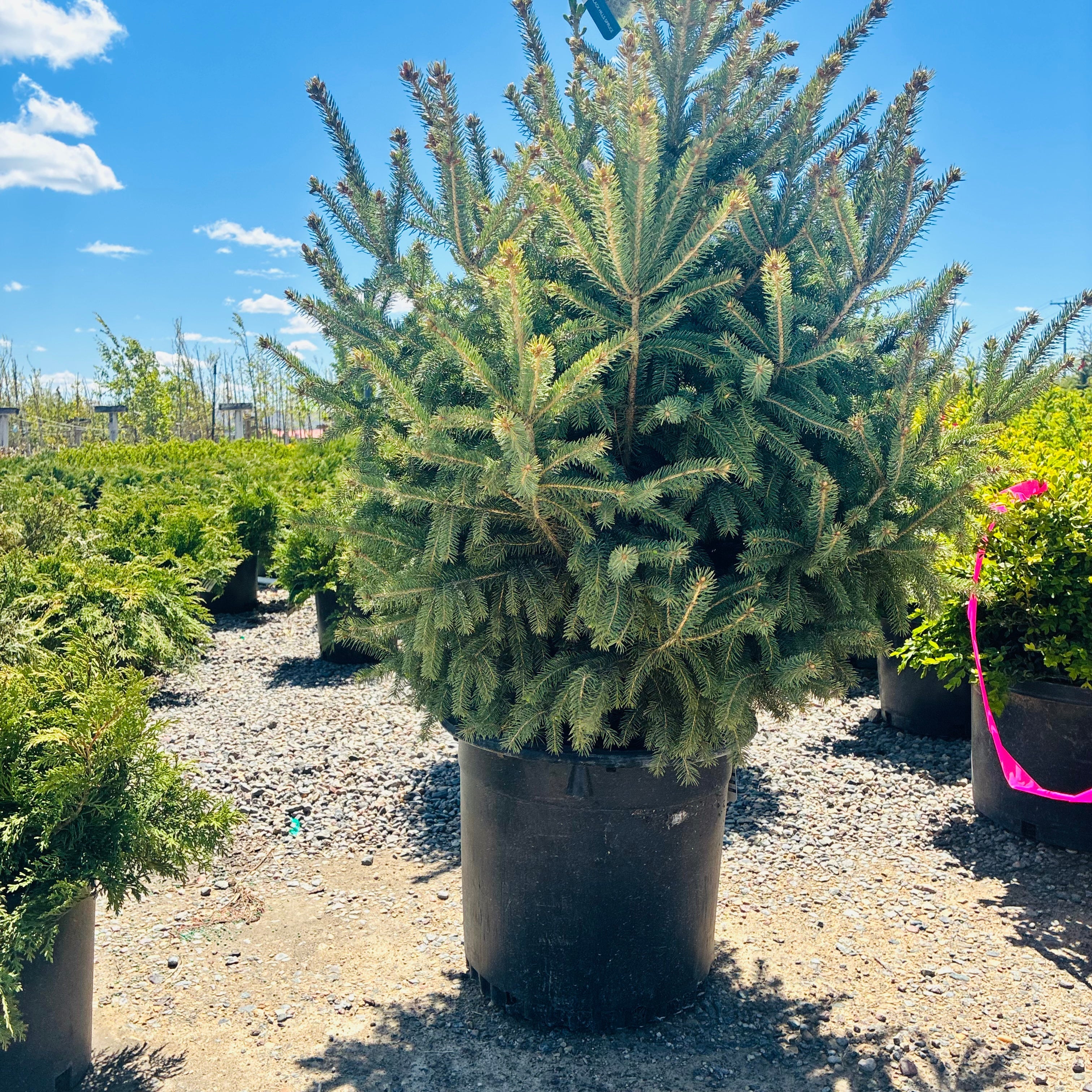 Black Hills Spruce — Bloomington, MN