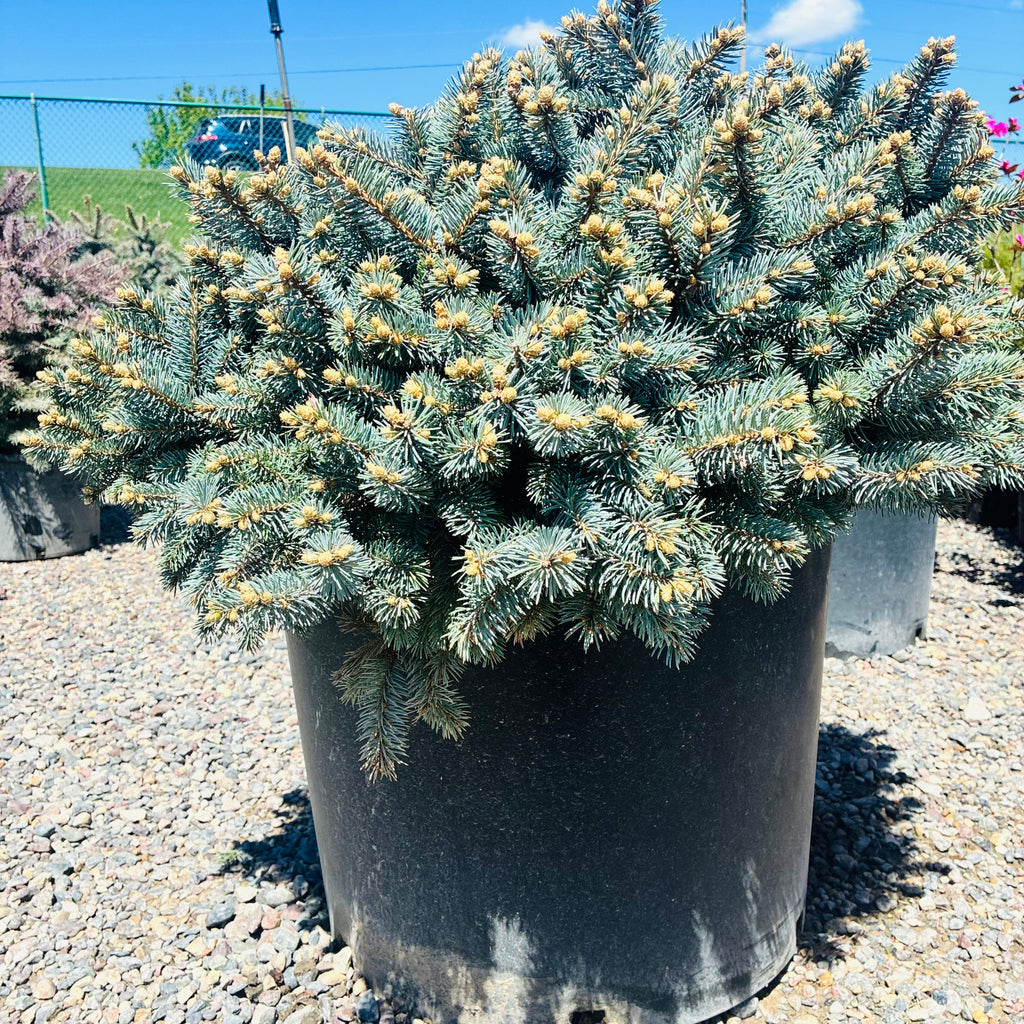 Globe Blue Spruce foliage detail — Minneapolis, MN