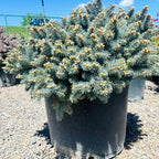 Globe Blue Spruce foliage detail — Minneapolis, MN