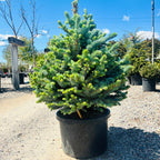 Monty Globe Blue Spruce in landscape setting — Twin Cities, MN