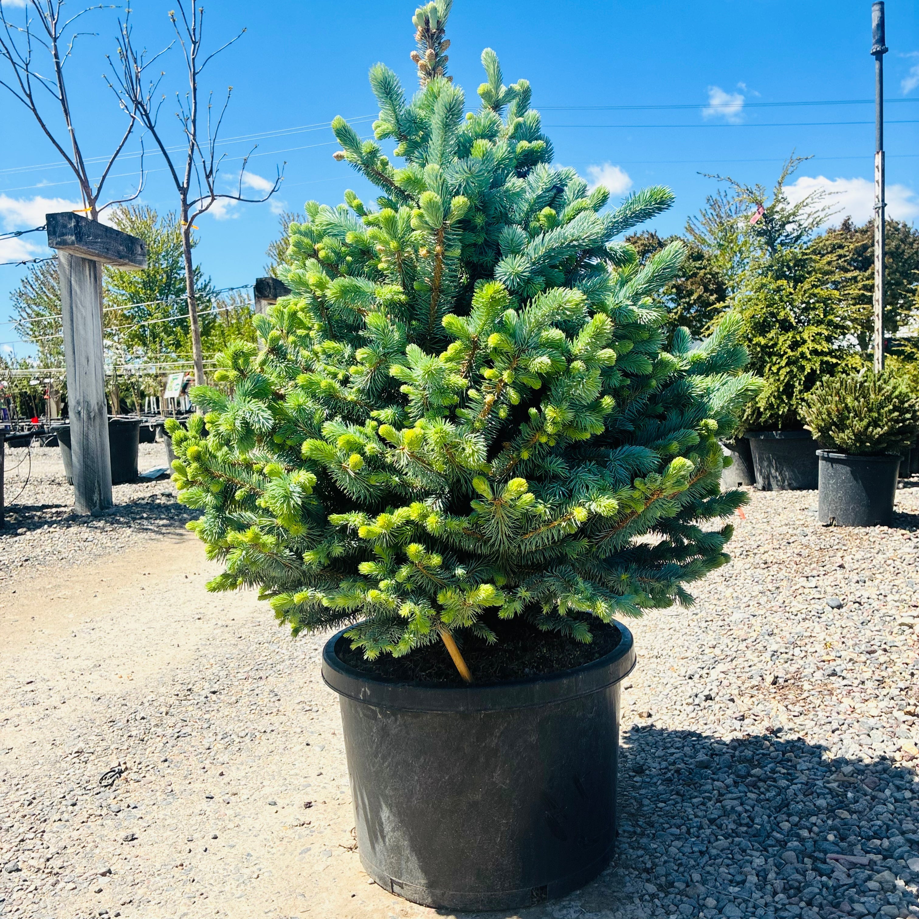 Monty Globe Blue Spruce in landscape setting — Twin Cities, MN