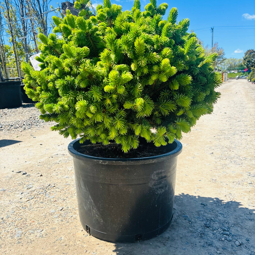 Roundabout Colorado Blue Spruce in nursery container — Plymouth, MN