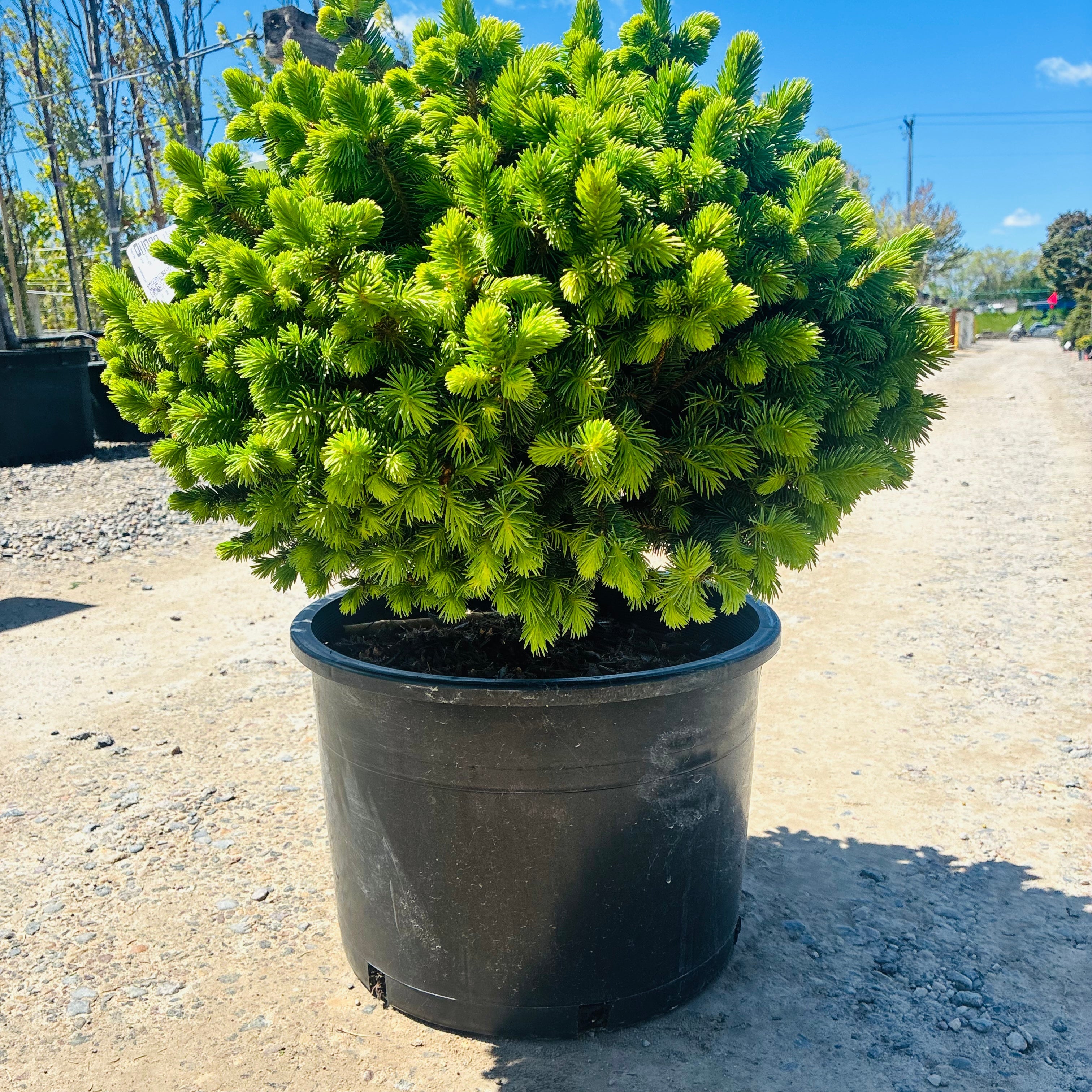 Roundabout Colorado Blue Spruce in nursery container — Plymouth, MN