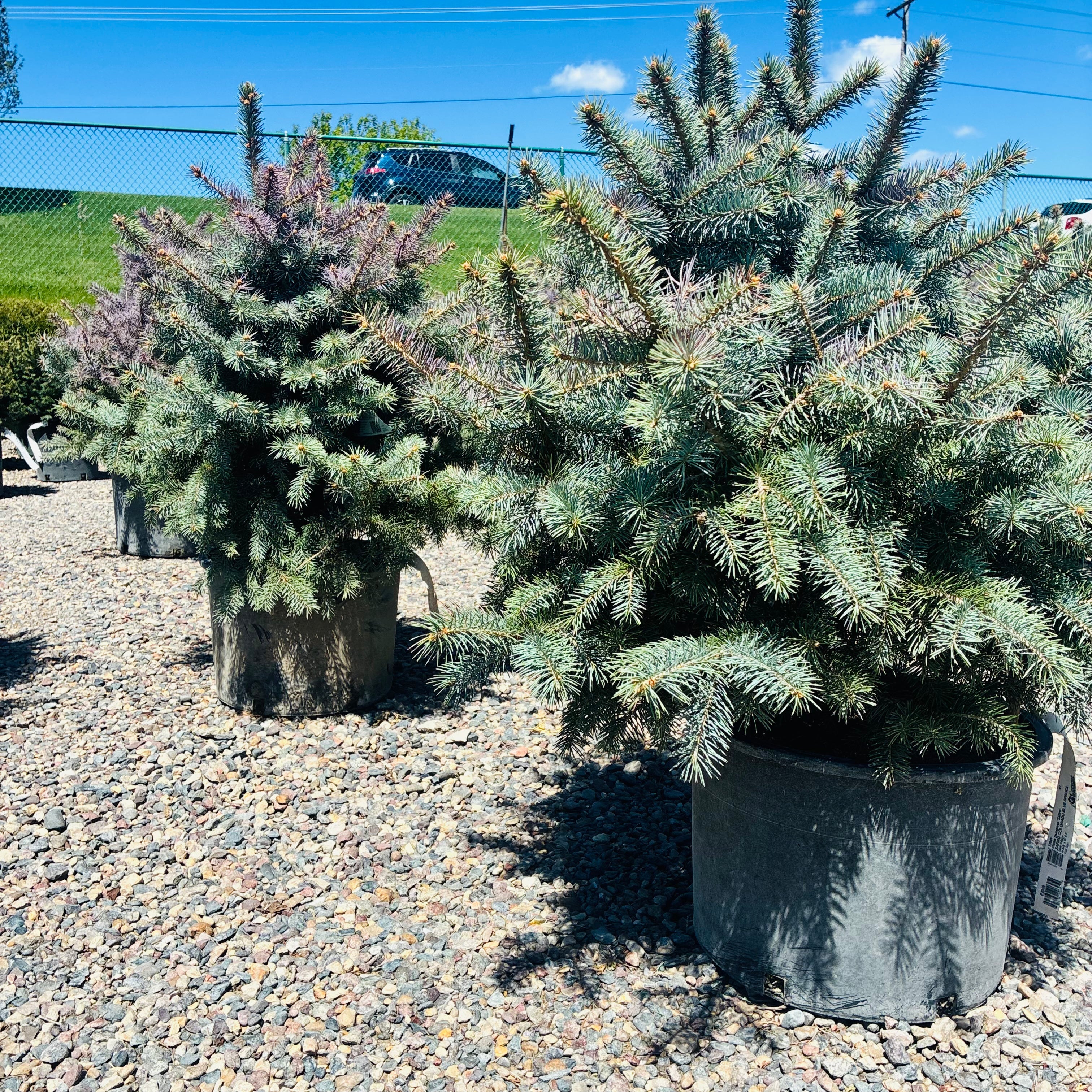 Zafiro Colorado Blue Spruce in nursery container — Minneapolis, MN