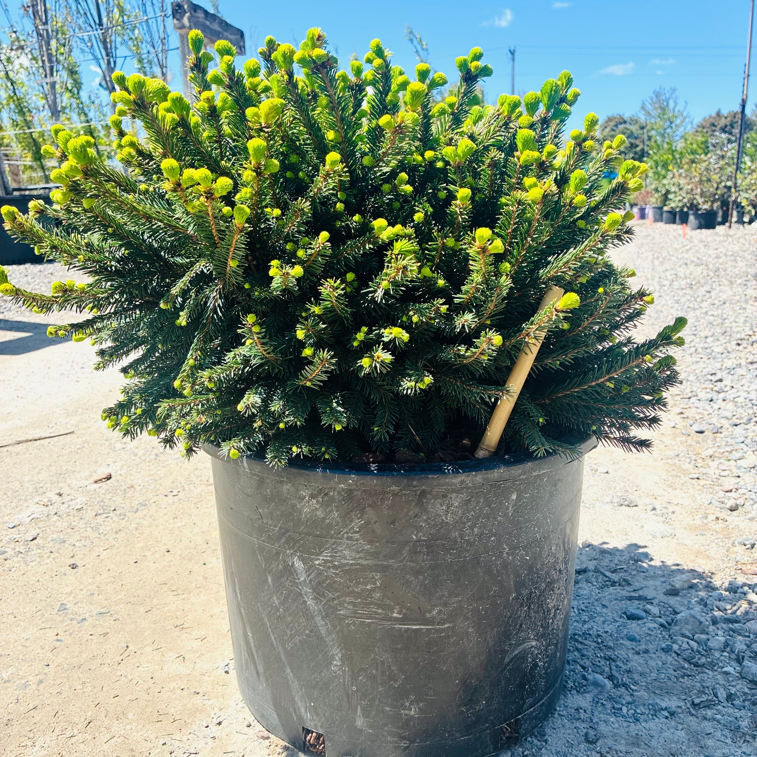 Pumila Dwarf Norway Spruce — Woodbury, MN