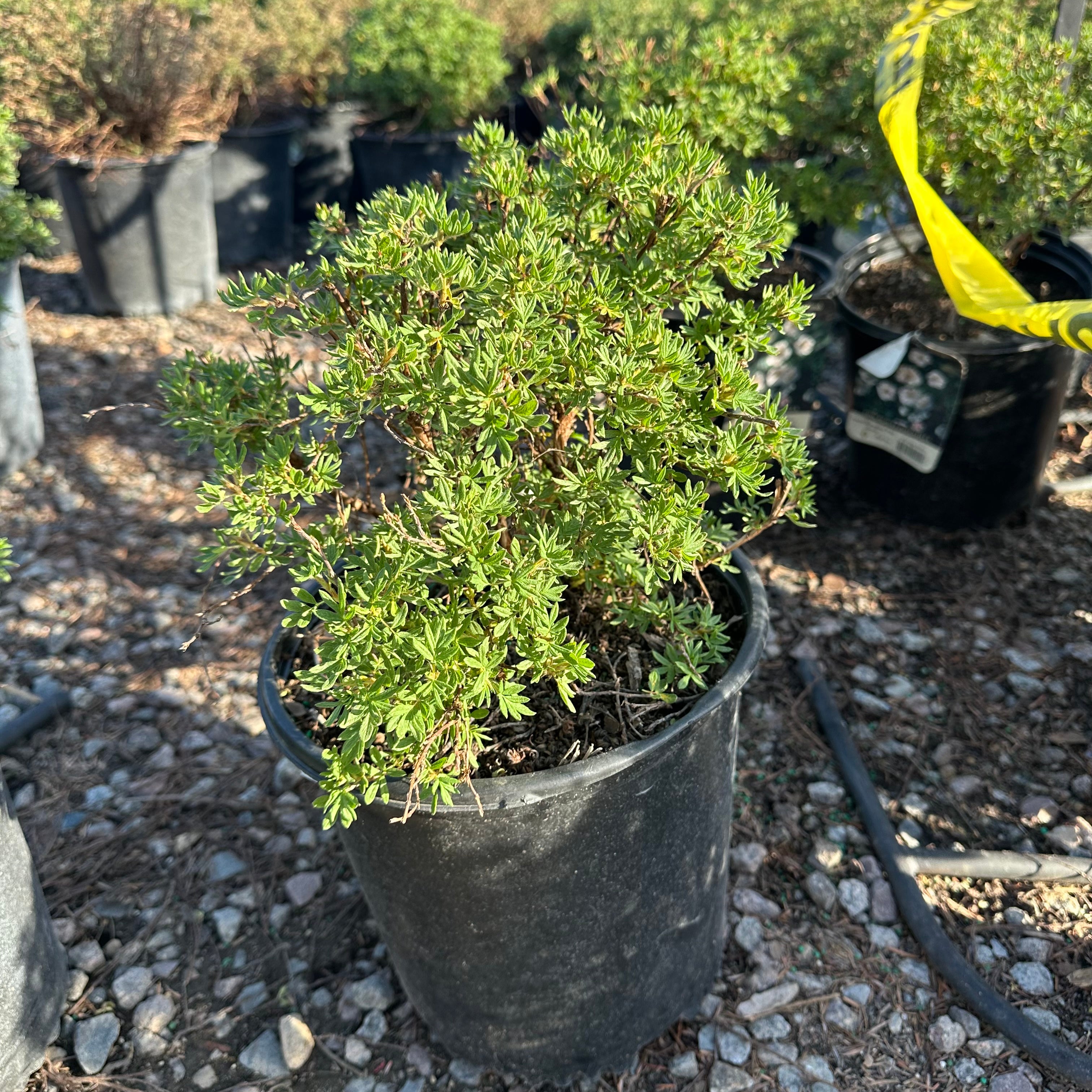 Pink Beauty Potentilla — Edina, MN