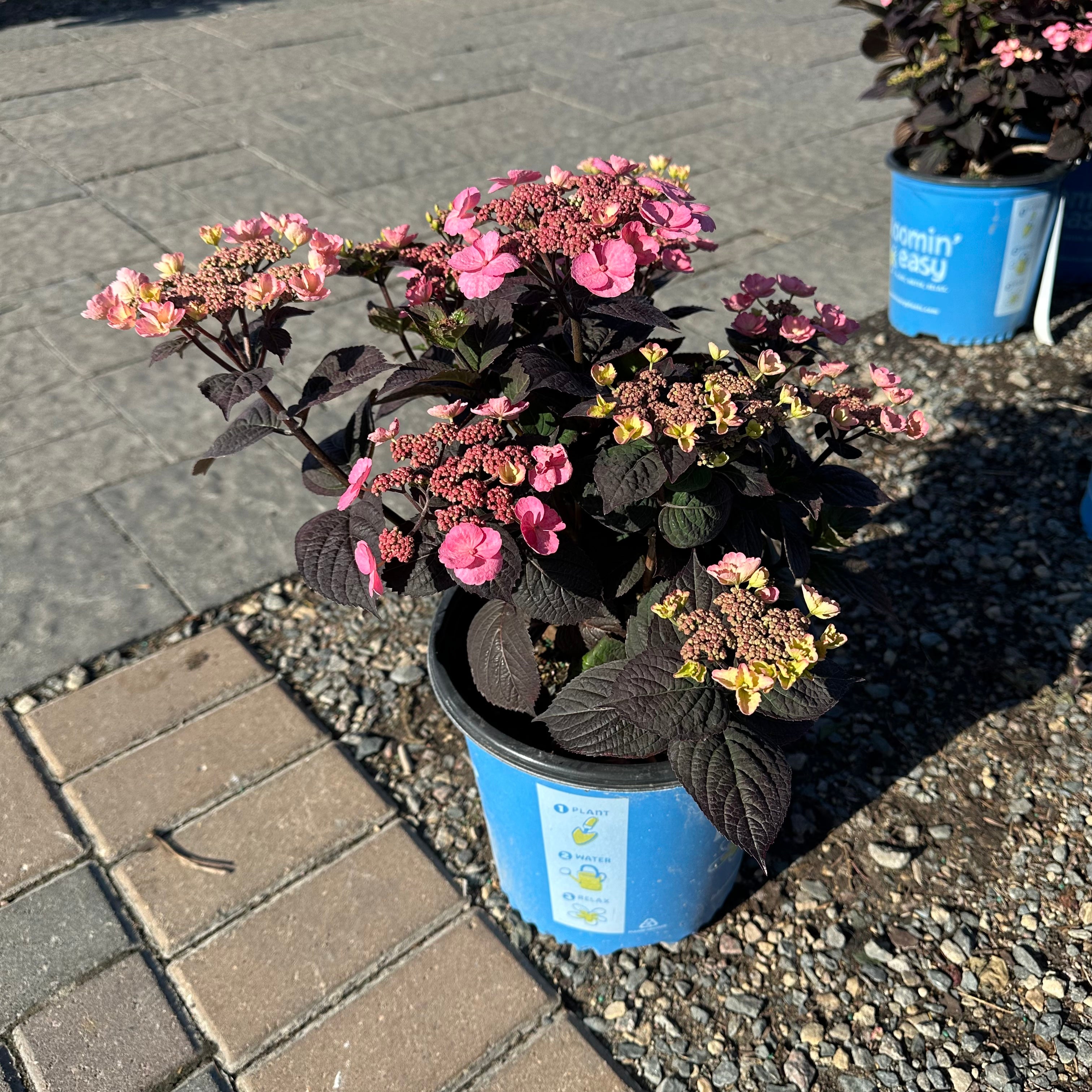 Pink Dynamo Hydrangea — Wayzata, MN