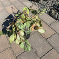 Pink Fizz Foamy Bells (Heucherella 'Pink Fizz') — Maple Grove, MN