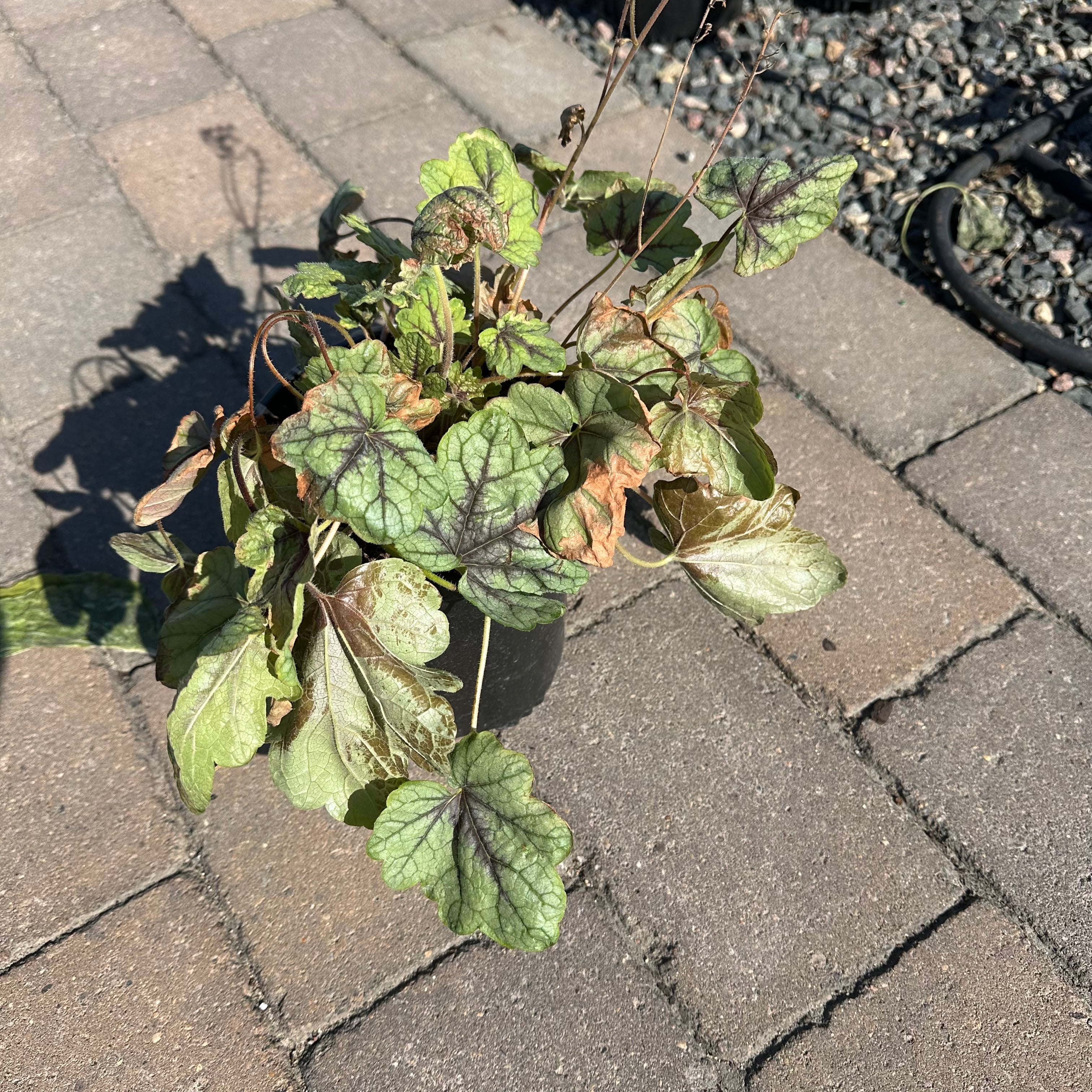 Pink Fizz Foamy Bells (Heucherella 'Pink Fizz') — Maple Grove, MN