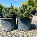Jakobsen Mugo Pine — Eden Prairie, MN