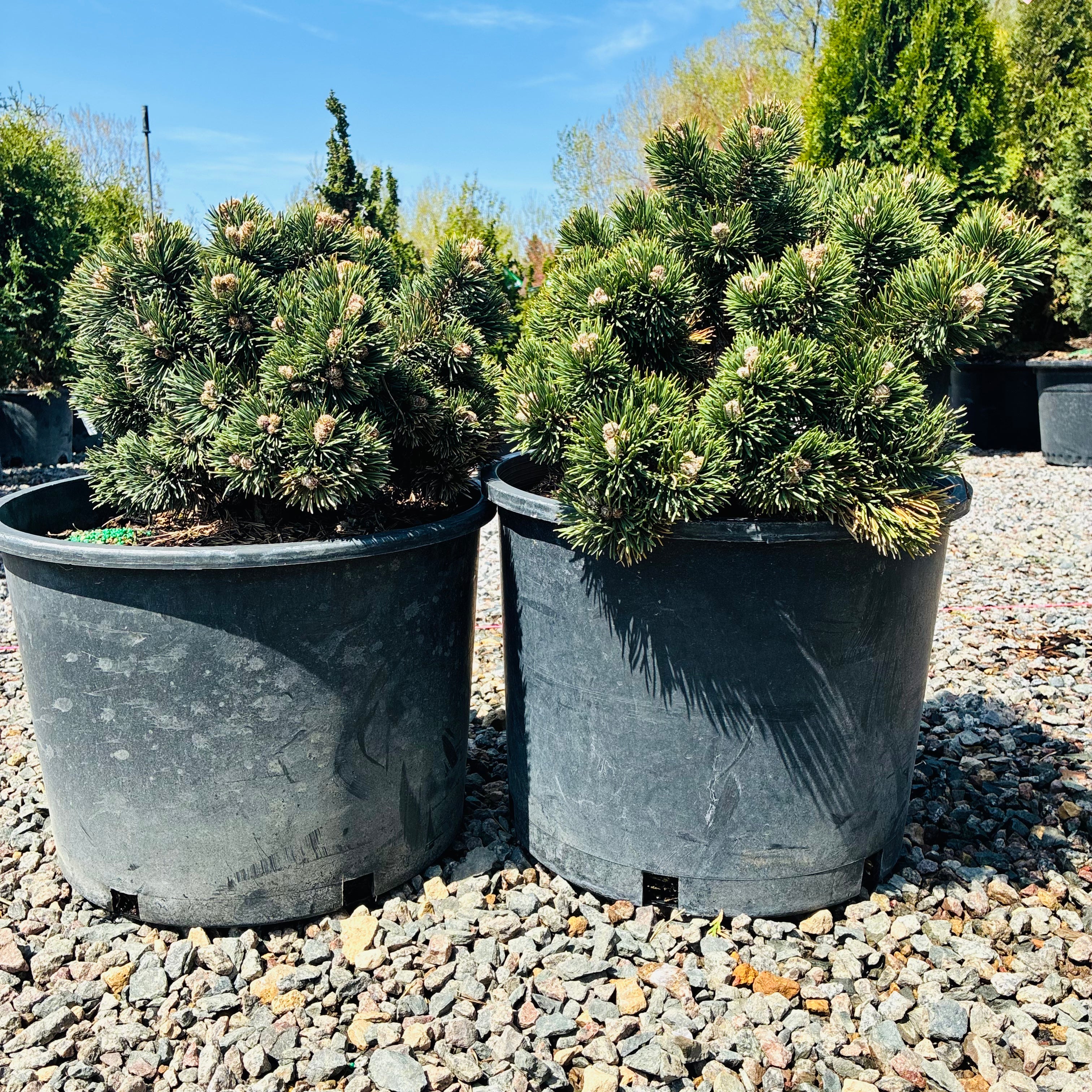 Jakobsen Mugo Pine — Eden Prairie, MN
