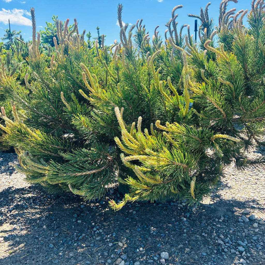 Dwarf Mugo Pine mature growth habit — Eden Prairie, MN