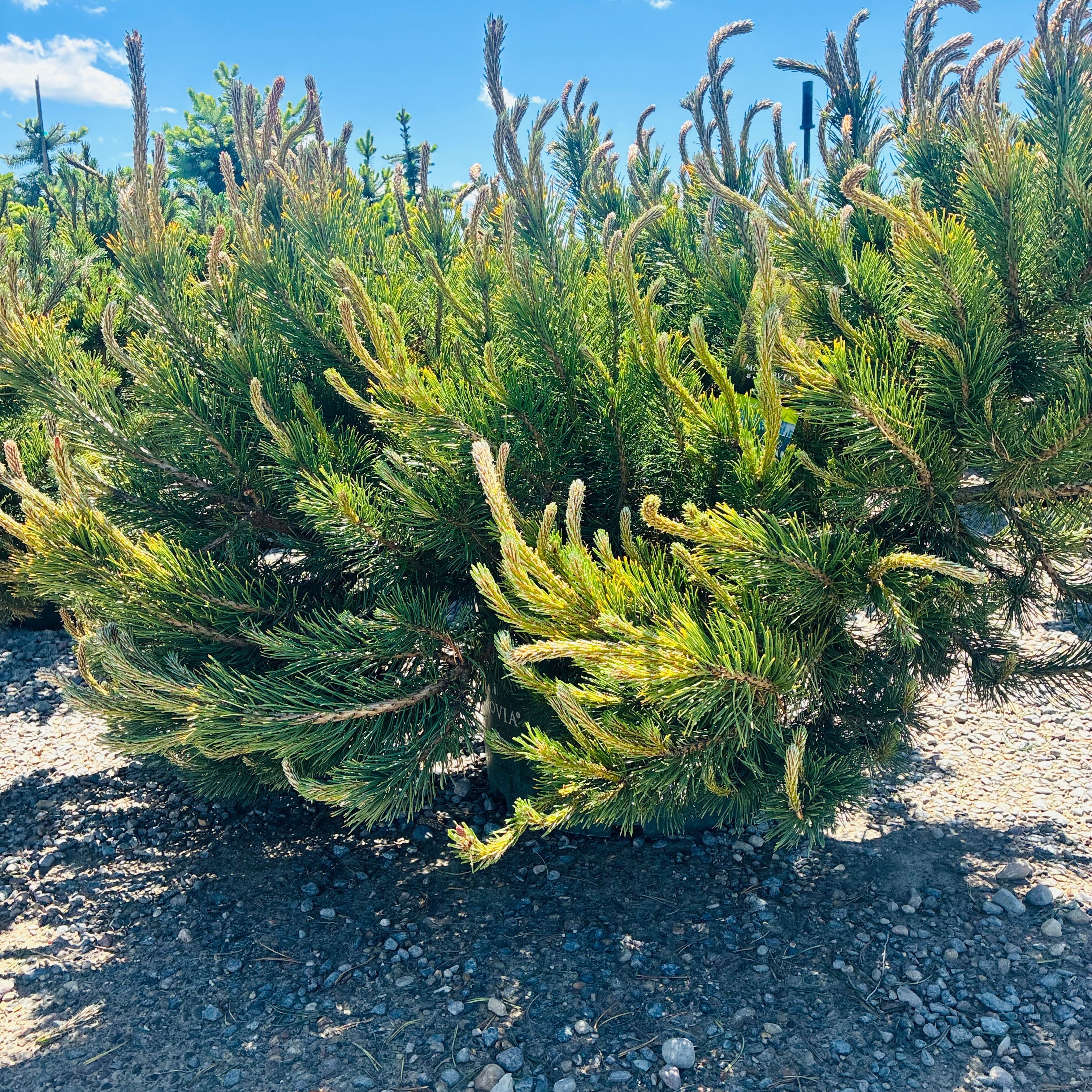 Dwarf Mugo Pine mature growth habit — Eden Prairie, MN