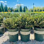 Slowmound Mugo Pine in landscape setting — St. Paul, MN