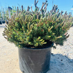 Slowmound Mugo Pine planted at our Waconia nursery — Edina, MN