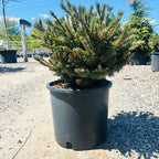 Slowmound Mugo Pine — Minnetonka, MN