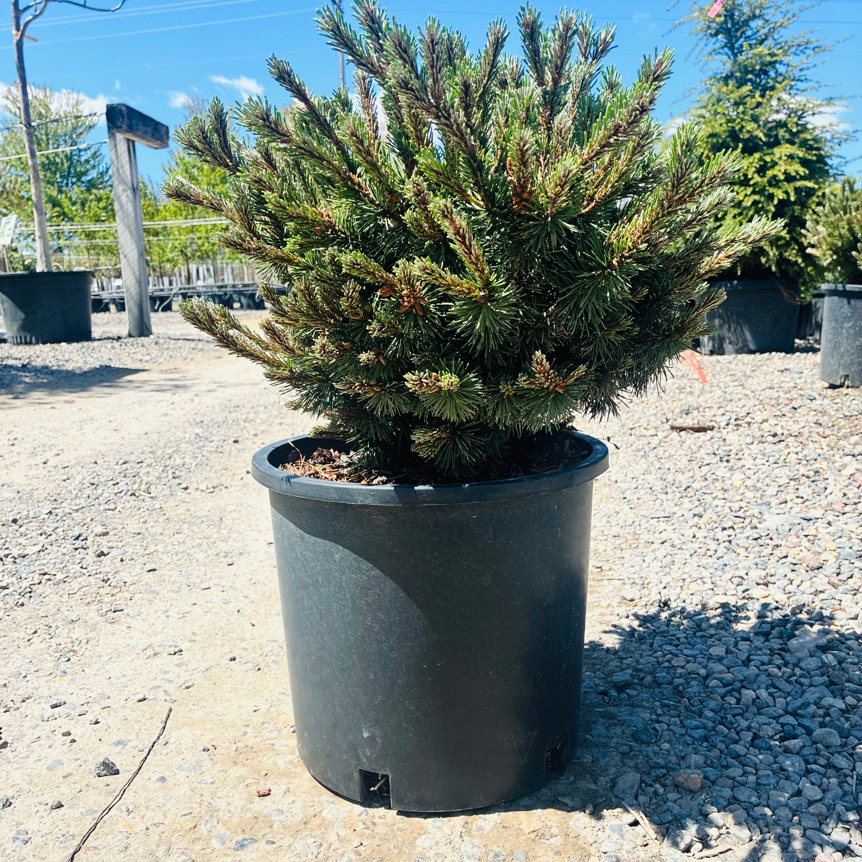 Slowmound Mugo Pine — Minnetonka, MN