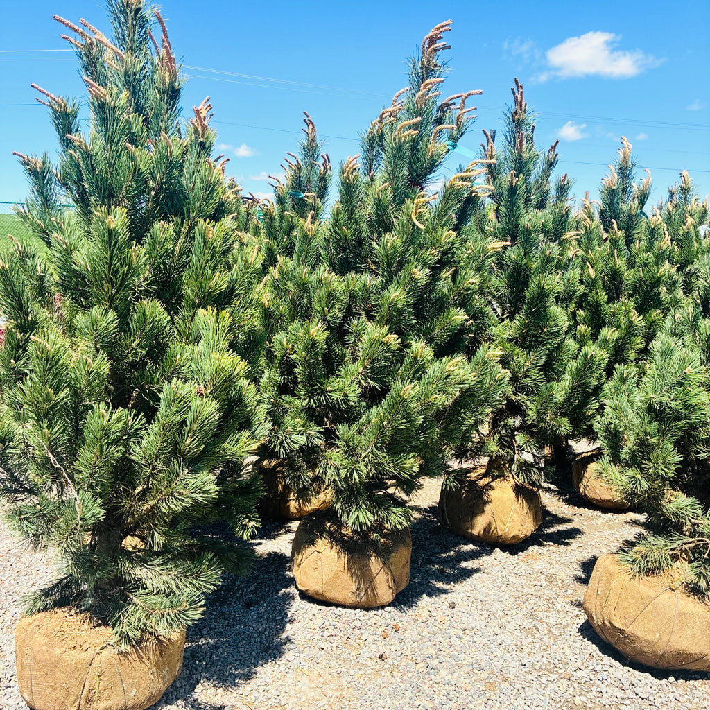 Tannenbaum Mugo Pine mature growth habit — Minnetonka, MN