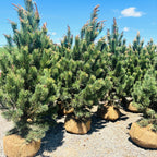 Tannenbaum Mugo Pine mature growth habit — Minnetonka, MN
