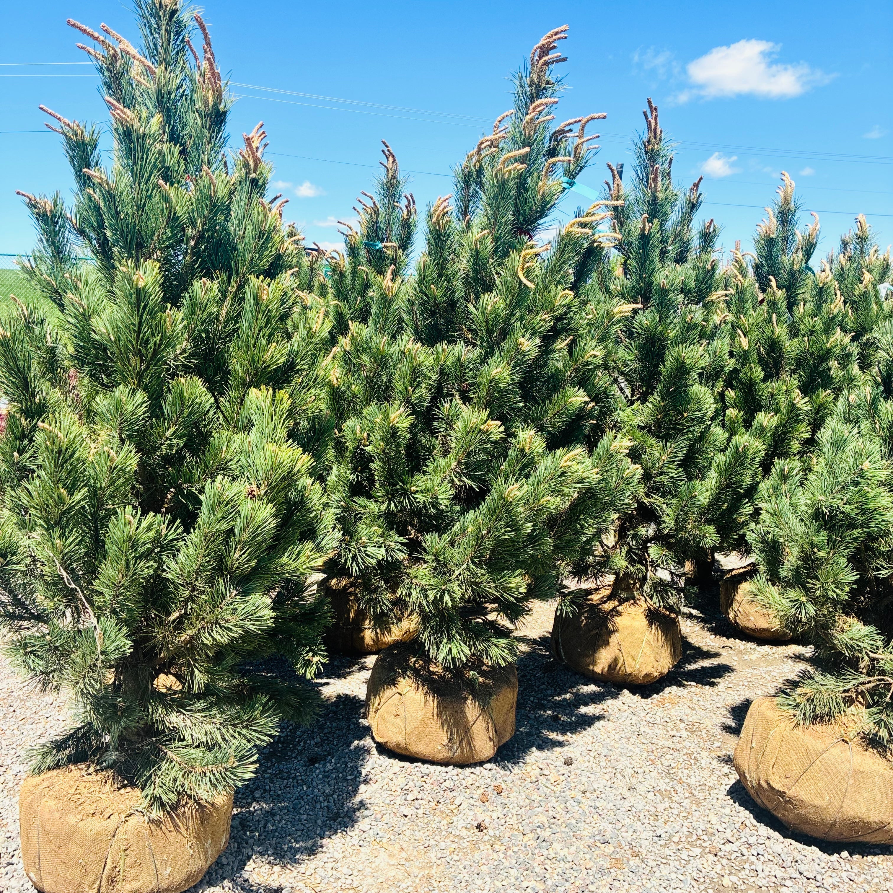 Tannenbaum Mugo Pine mature growth habit — Minnetonka, MN