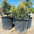 Blue Dwarf Siberian Stone Pine — Edina, MN