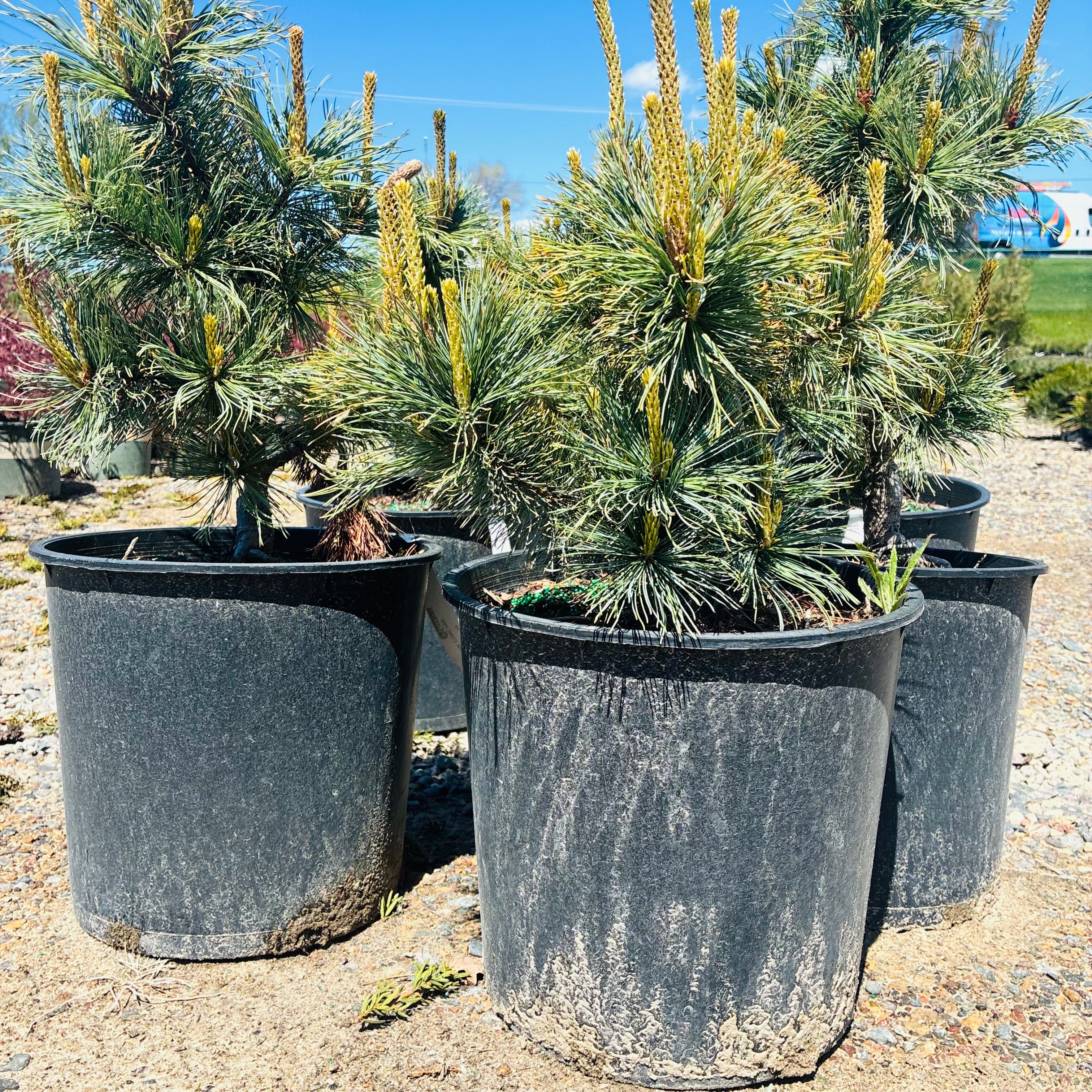 Blue Dwarf Siberian Stone Pine — Edina, MN