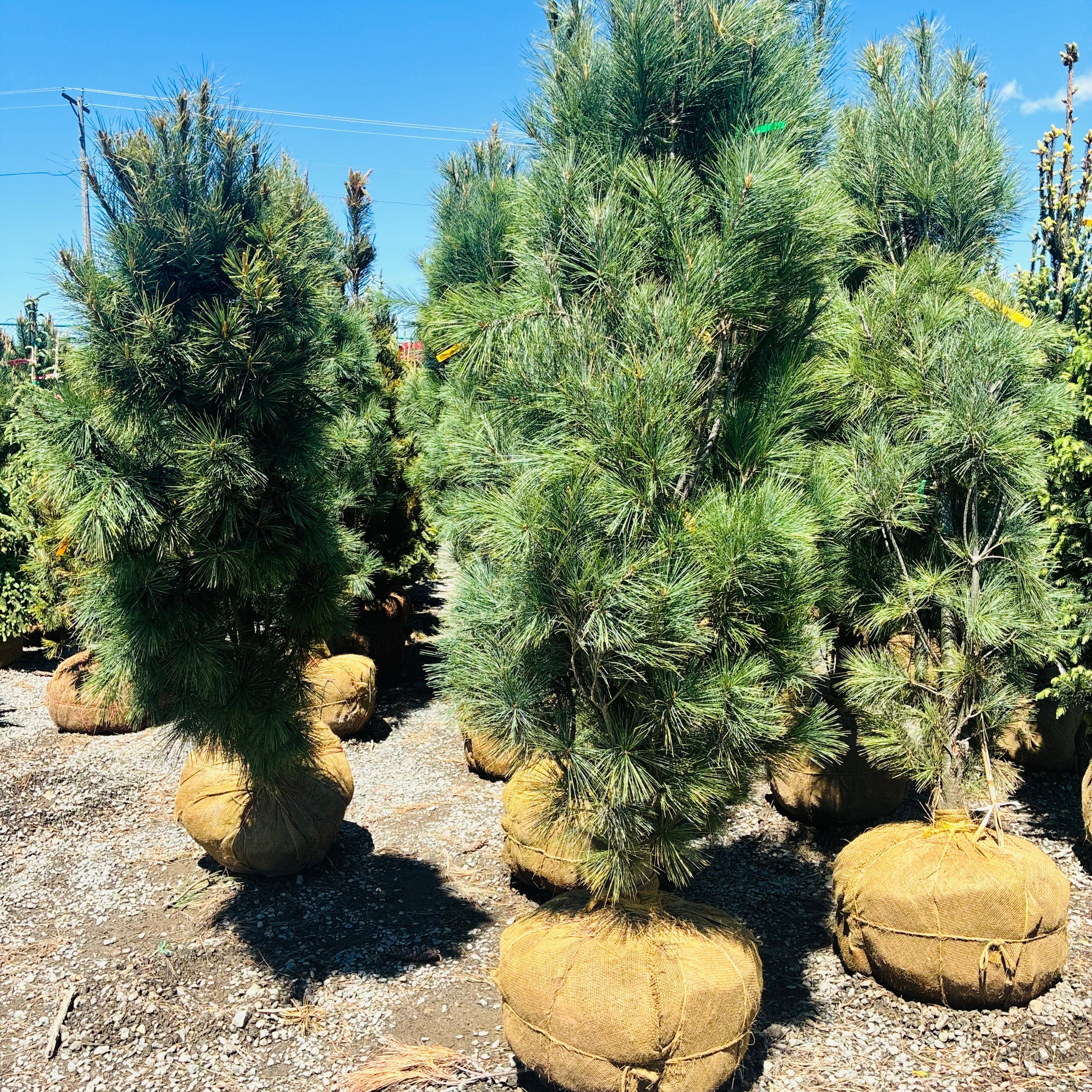 Columnar White Pine — Twin Cities, MN