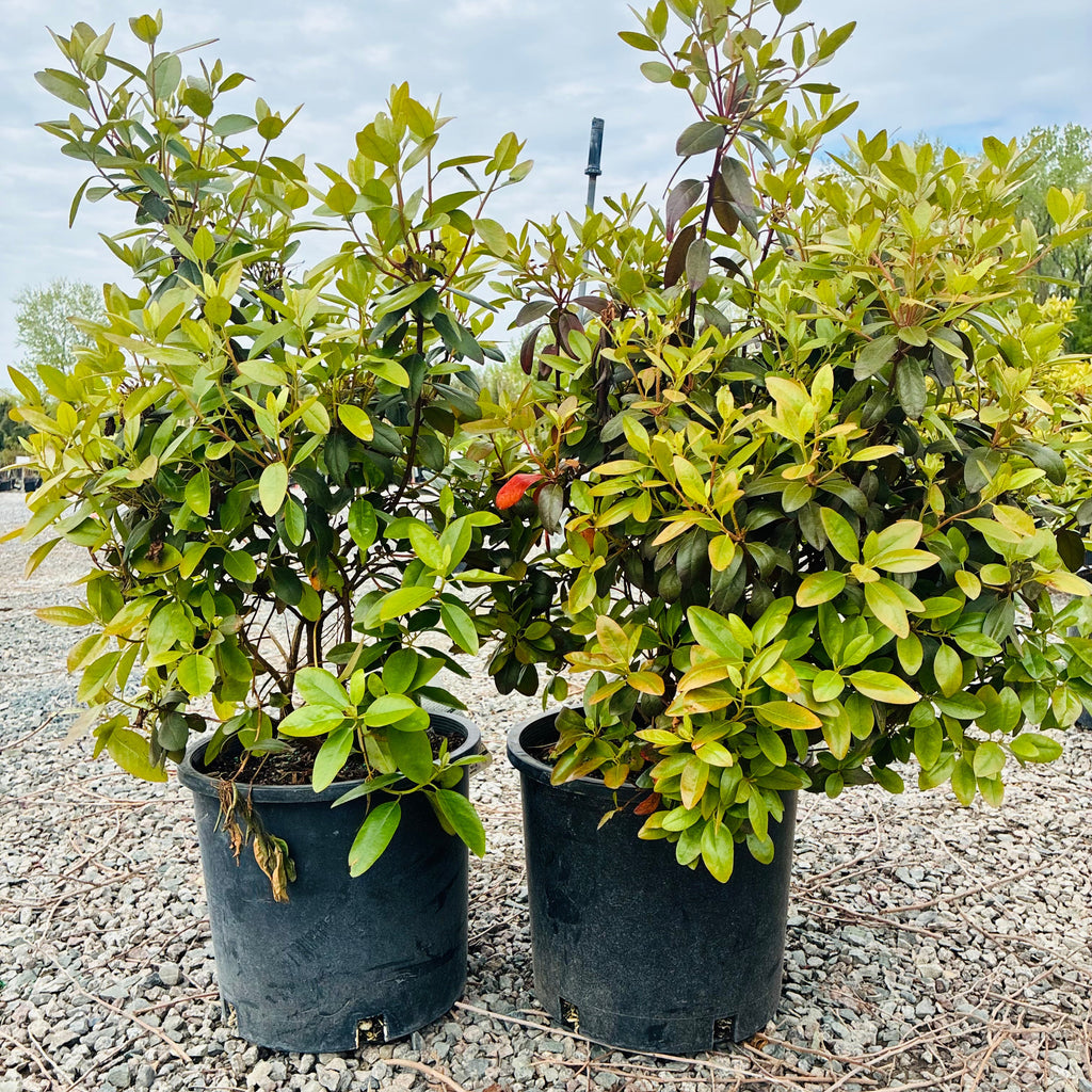 PJM Rhododendron (Rhododendron 'PJM') — Bloomington, MN