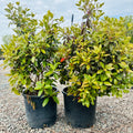PJM Rhododendron (Rhododendron 'PJM') — Bloomington, MN
