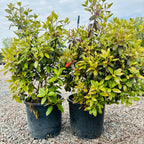 PJM Rhododendron (Rhododendron 'PJM') — Bloomington, MN