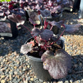 Plum Pudding Coral Bells (Heuchera 'Plum Pudding') — Wayzata, MN