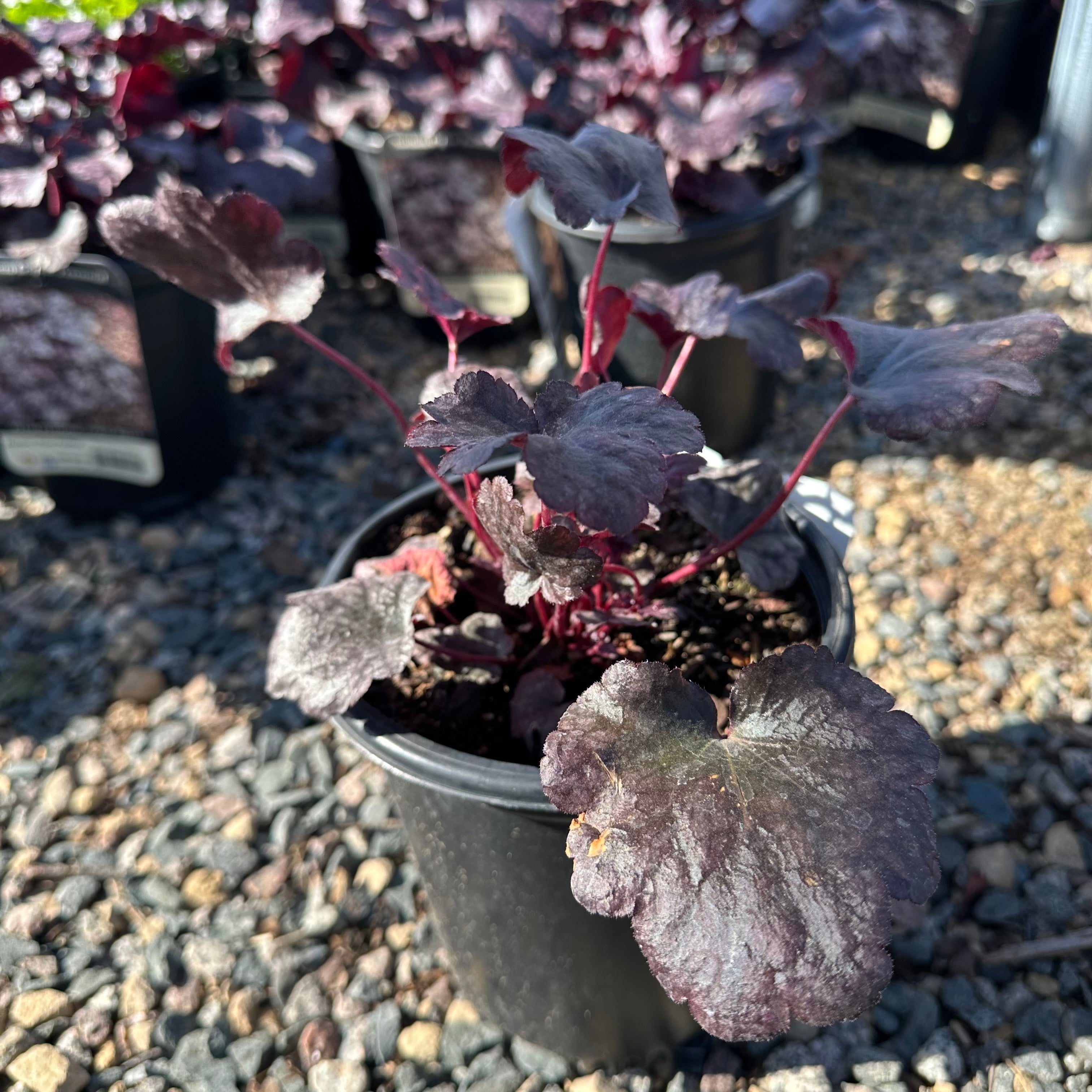Plum Pudding Coral Bells (Heuchera 'Plum Pudding') — Wayzata, MN
