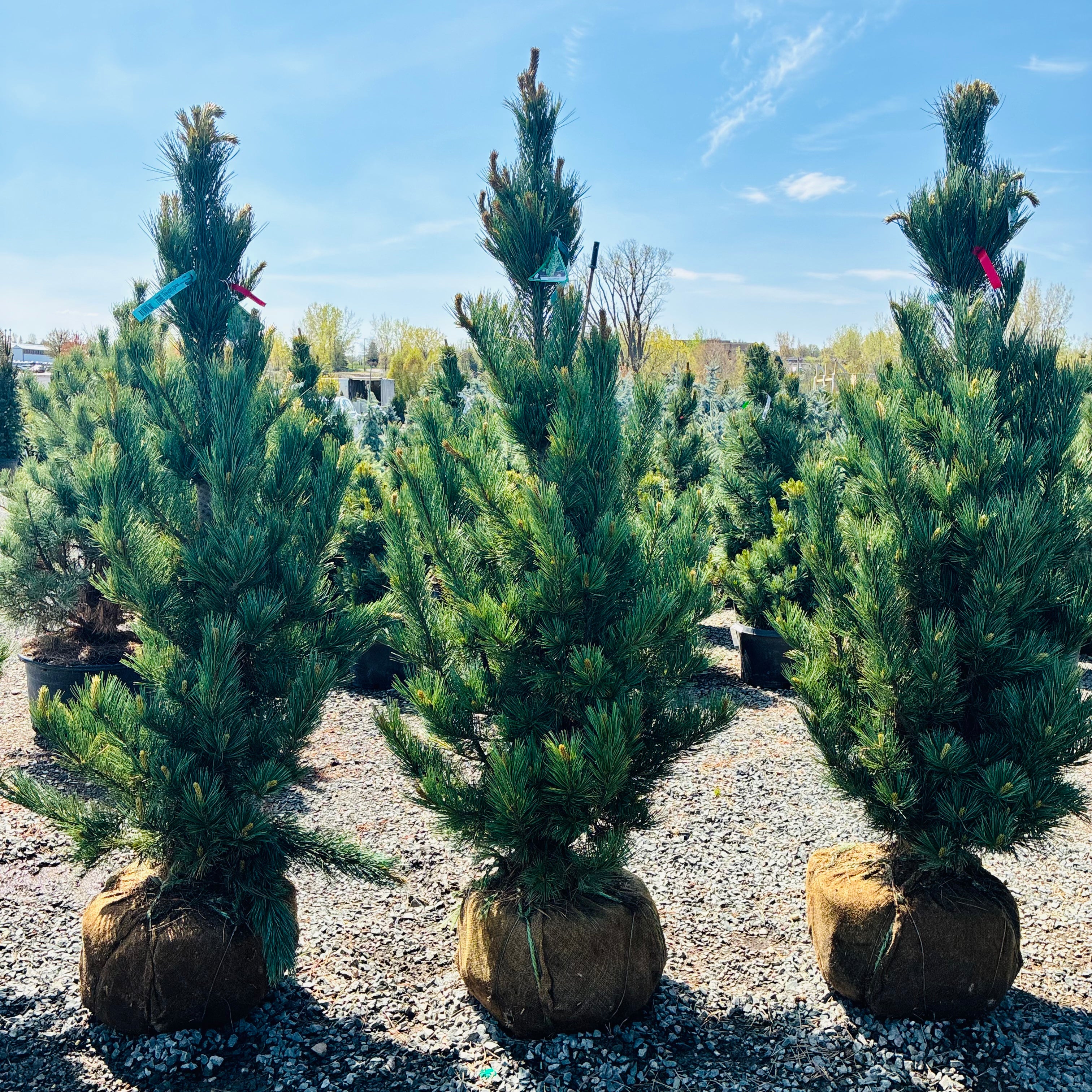Prairie Statesman Swiss Stone Pine — Minnetonka, MN