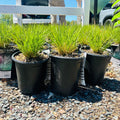 Prairie Dropseed — Minneapolis, MN