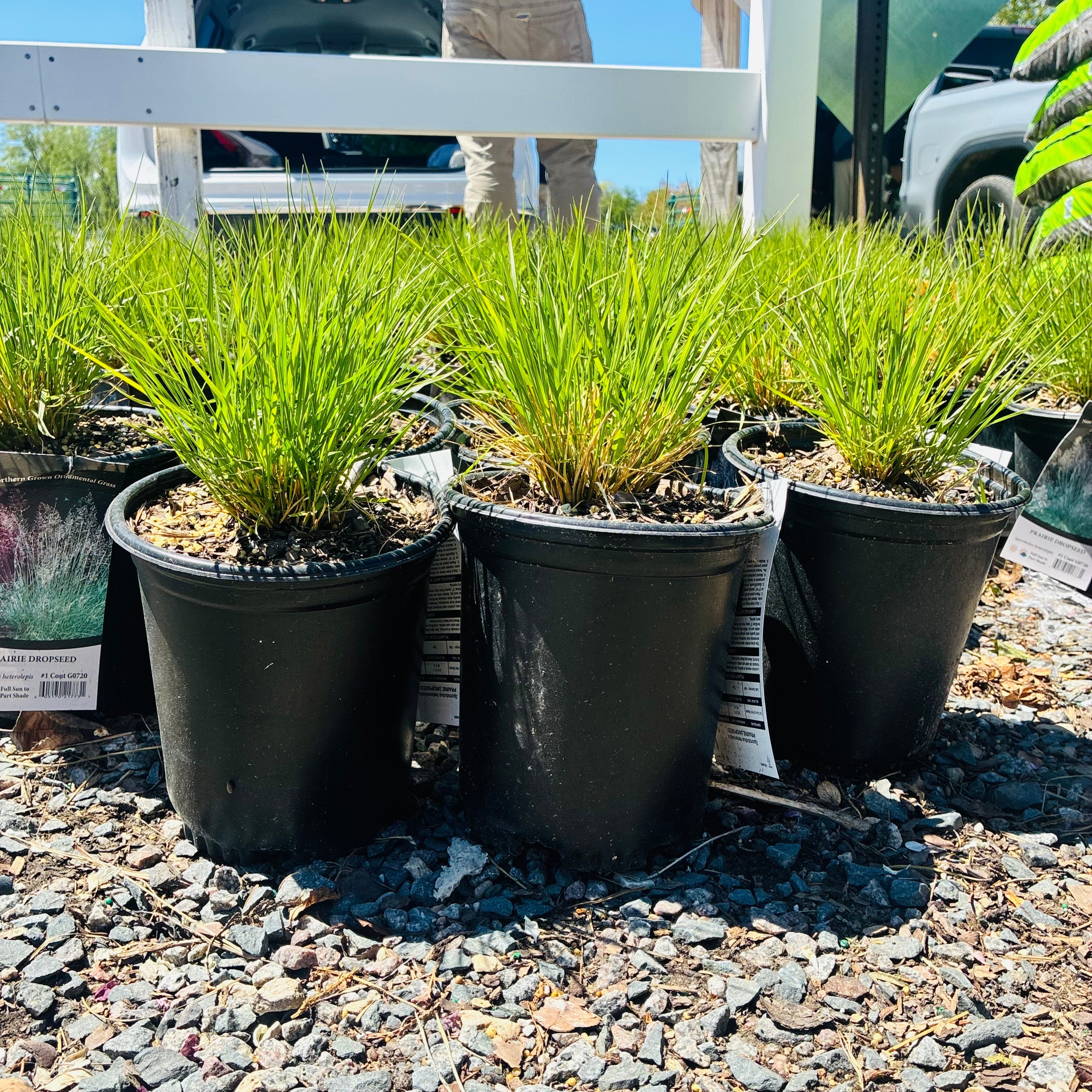 Prairie Dropseed — Minneapolis, MN