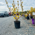 Prairie Fire Dogwood (Cornus alba 'Prairie Fire') — Woodbury, MN