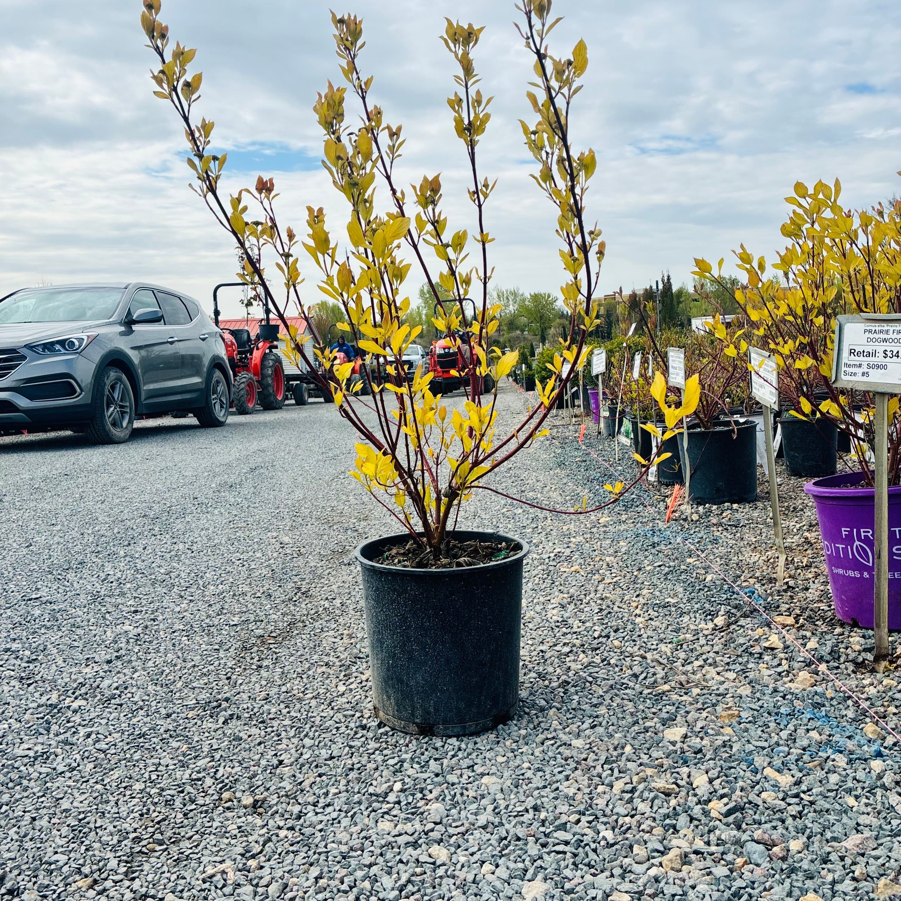 Prairie Fire Dogwood (Cornus alba 'Prairie Fire') — Woodbury, MN