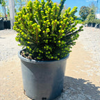 Pumila Dwarf Norway Spruce in nursery container — Maple Grove, MN