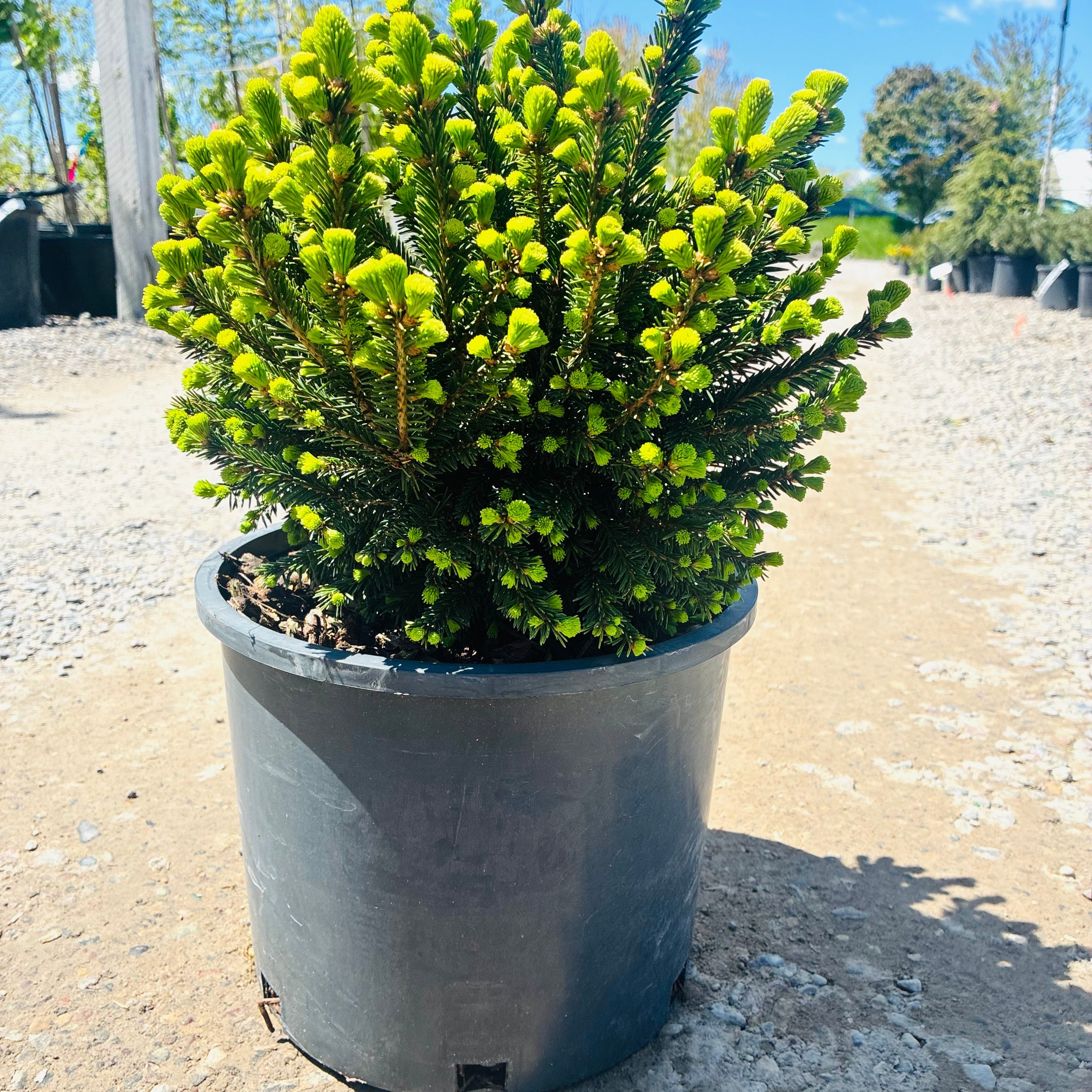 Pumila Dwarf Norway Spruce in nursery container — Maple Grove, MN