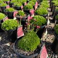 Purple Robe Saxifrage — Plymouth, MN