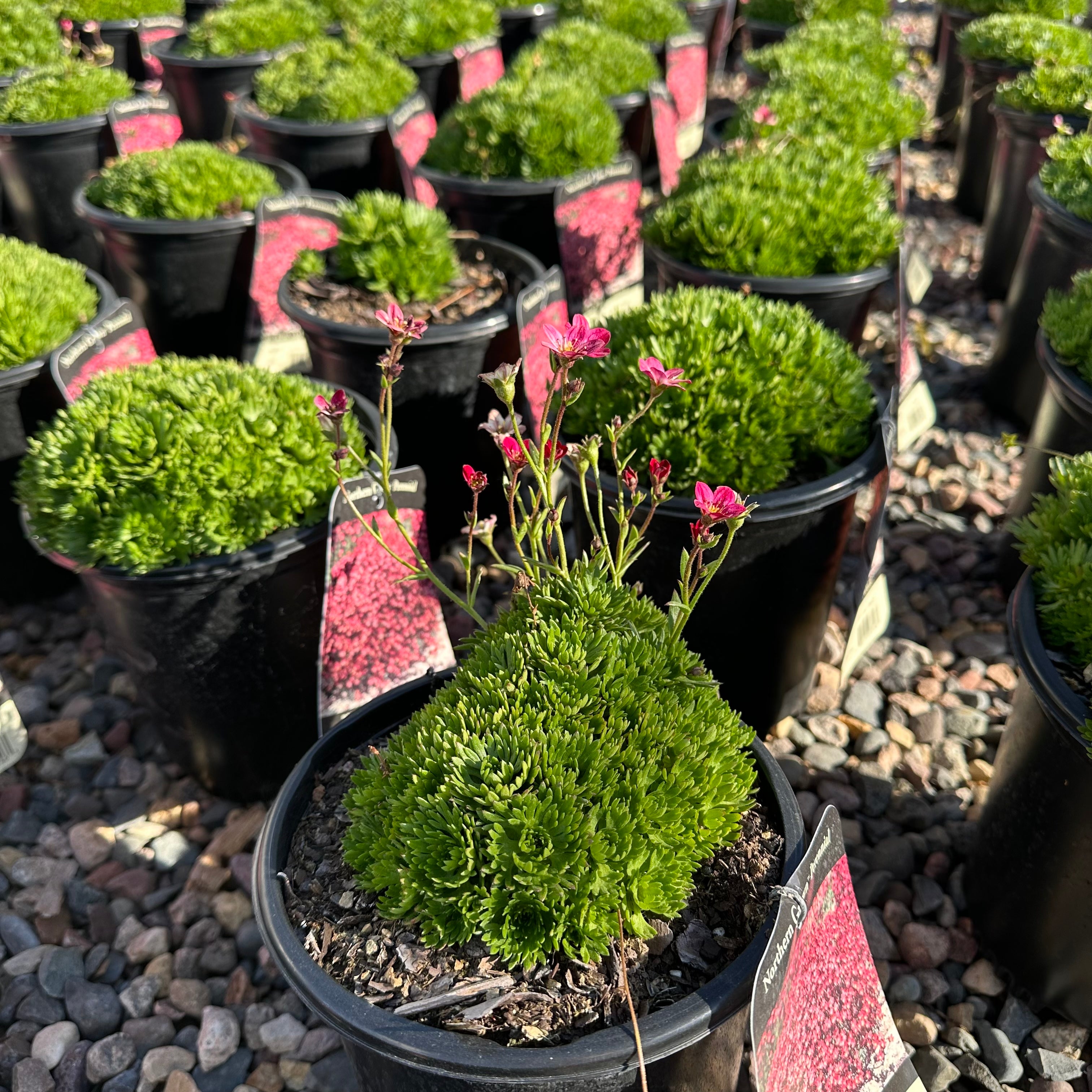 Purple Robe Saxifrage — Plymouth, MN