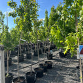Red Rocket Maple (Acer 'Red Rocket') — St. Paul, MN