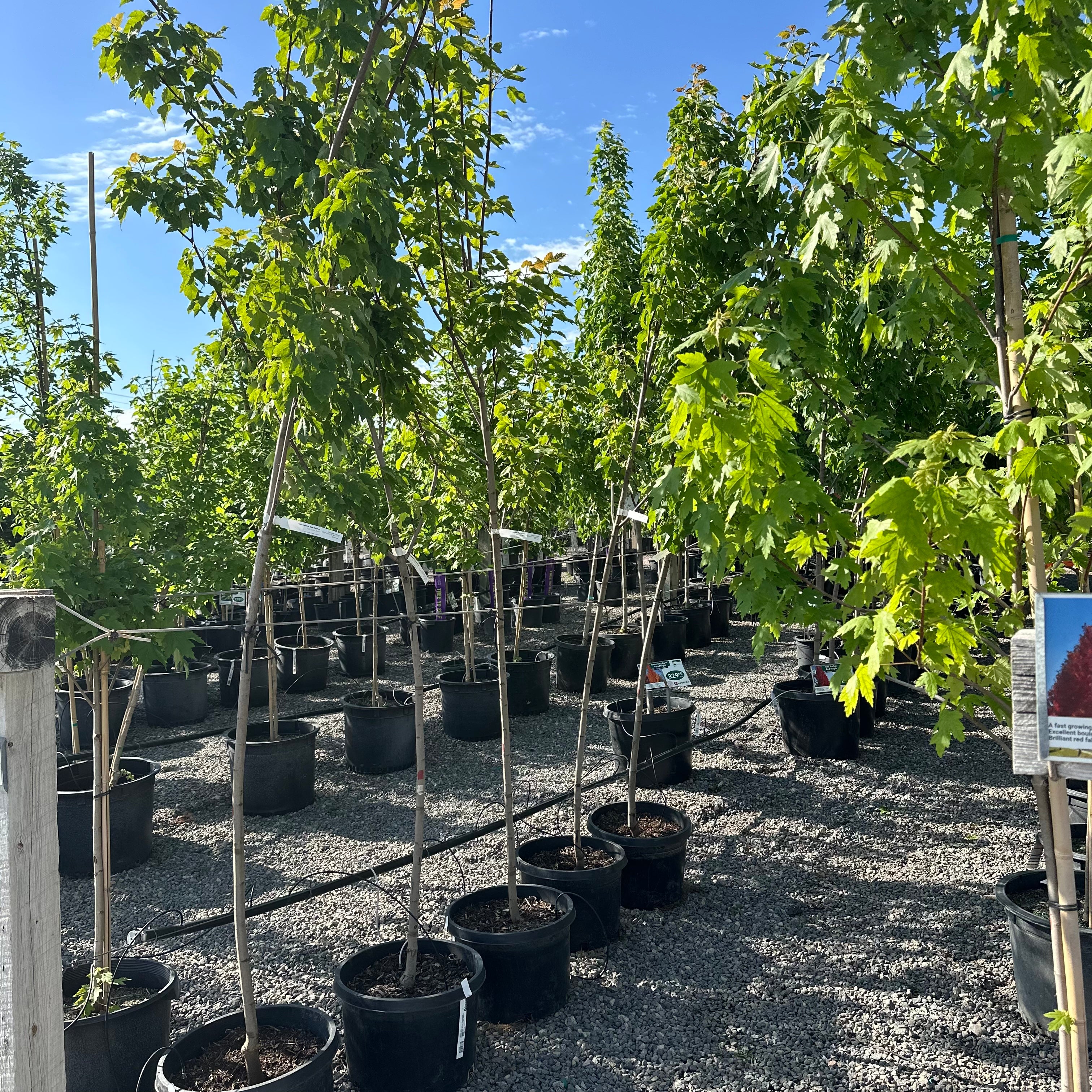 Red Rocket Maple (Acer 'Red Rocket') — St. Paul, MN