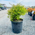 Renaissance Spirea (Spiraea × vanhouttei 'Renaissance') — Eden Prairie, MN