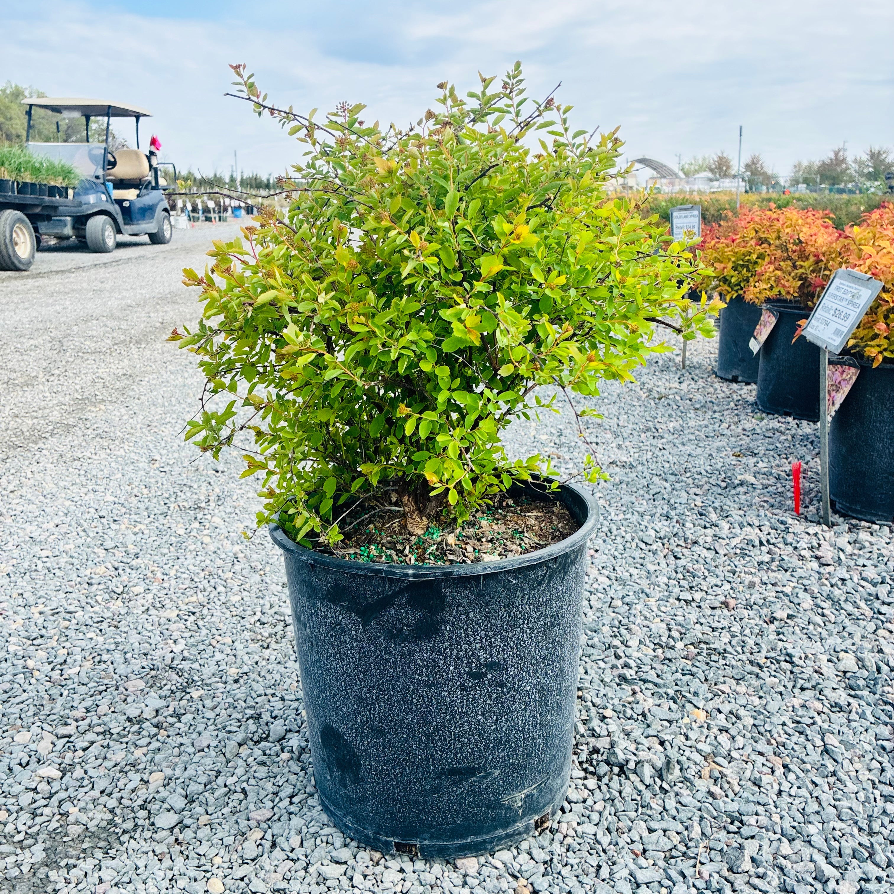 Renaissance Spirea (Spiraea × vanhouttei 'Renaissance') — Eden Prairie, MN
