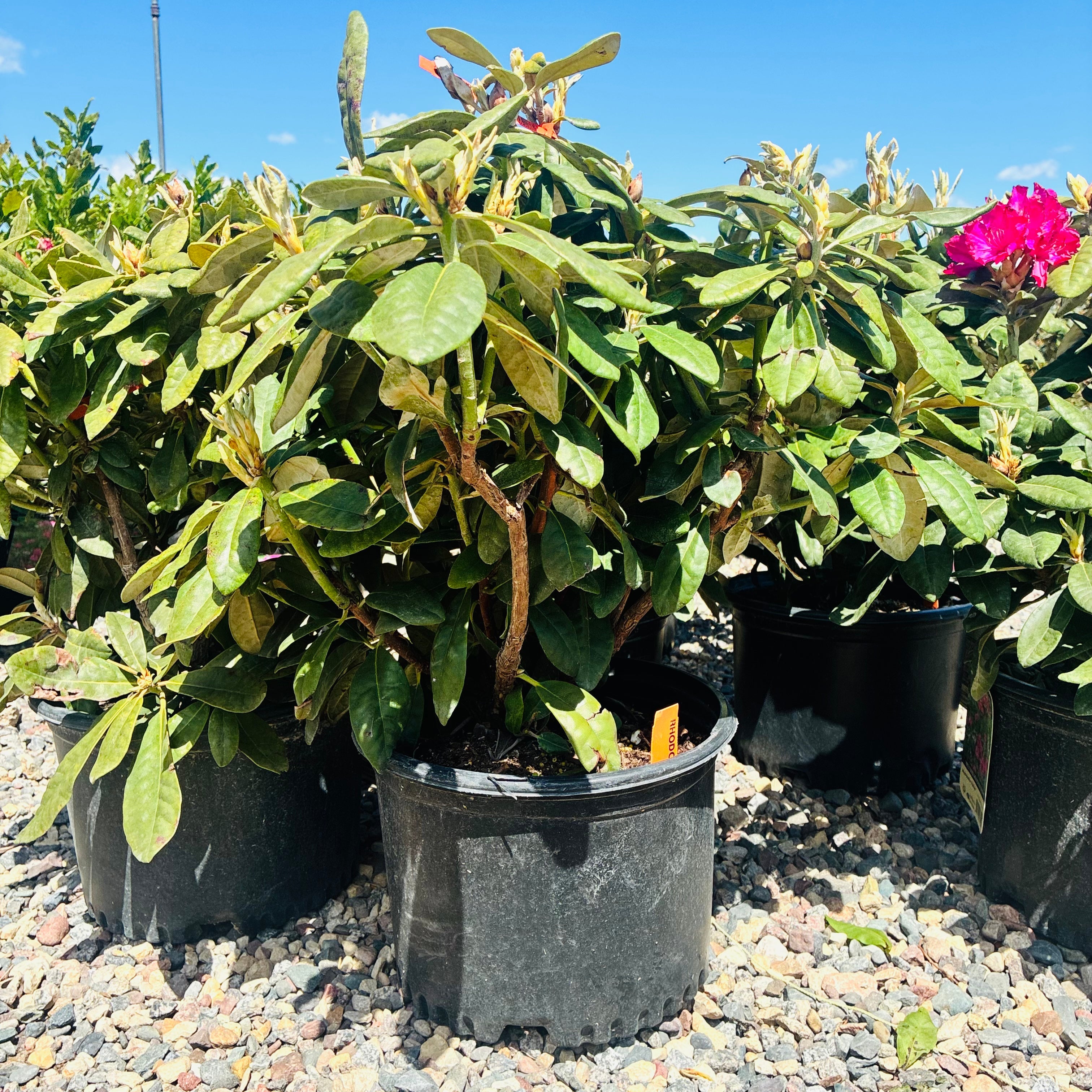 Hellikki Rhododendron (Rhododendron 'Hellikki University') foliage detail — Plymouth, MN