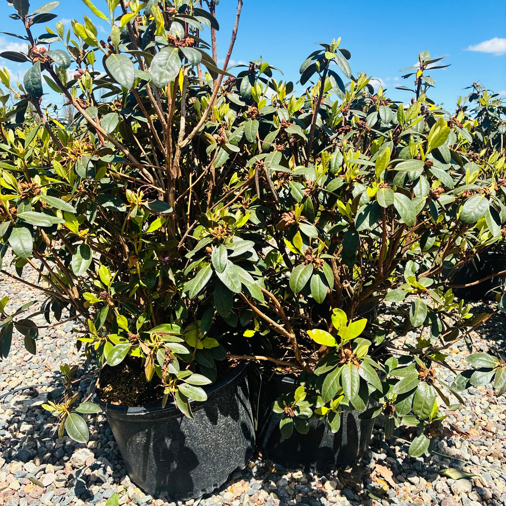 PJM Rhododendron (Rhododendron 'PJM') in nursery container — Plymouth, MN
