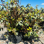 PJM Rhododendron (Rhododendron 'PJM') in nursery container — Plymouth, MN